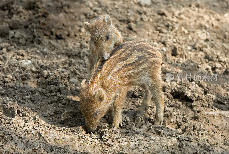 小野猪(Sus scrofa)